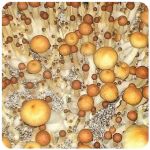 Псилоцибиновые (галлюциногенные)  грибы Psilocybin "Golden Teacher" в Рыбинске