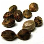 Семена марихуаны АК-47  (Seeds AK-47) в Рыбинске